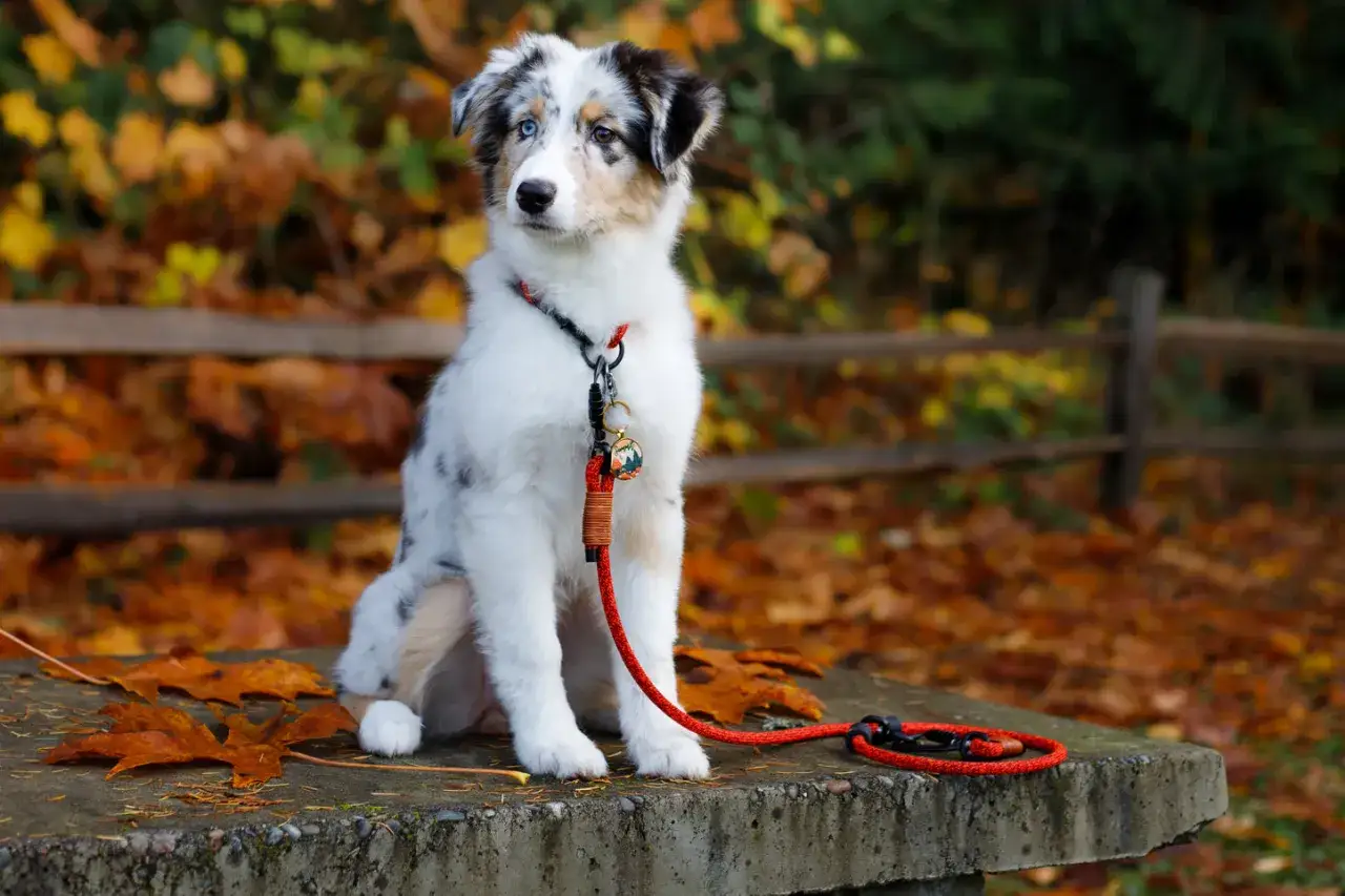 Ein junger Hund mit bunten Augen sitzt im Herbstlaub. Der Wind weht sanft durch die Bl&auml;tter.