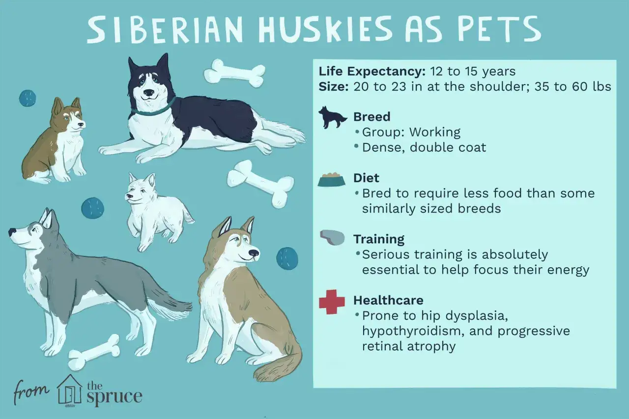 Ilustracja przedstawia kilka husky, podkreślając ich charakter. Psy są przedstawione w różnych pozach, z kośćmi i piłkami.