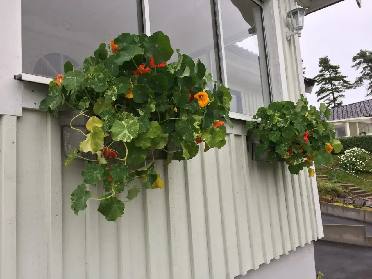 En slingerkrasse balkongl&aring;da med orange blommor och gr&ouml;na blad h&auml;nger p&aring; en vit tr&auml;fasad.