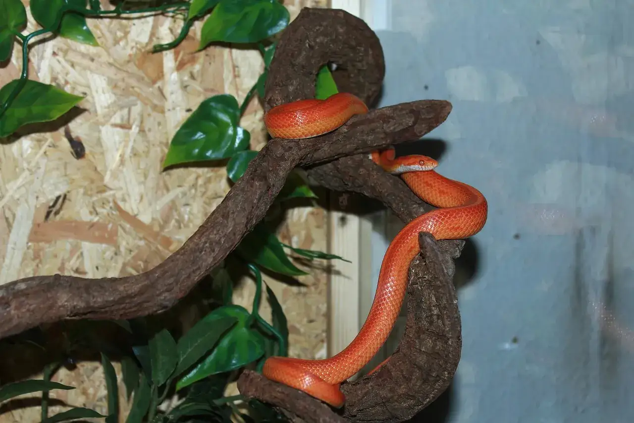 Wymiary terrarium dla węża zbożowego porównanie