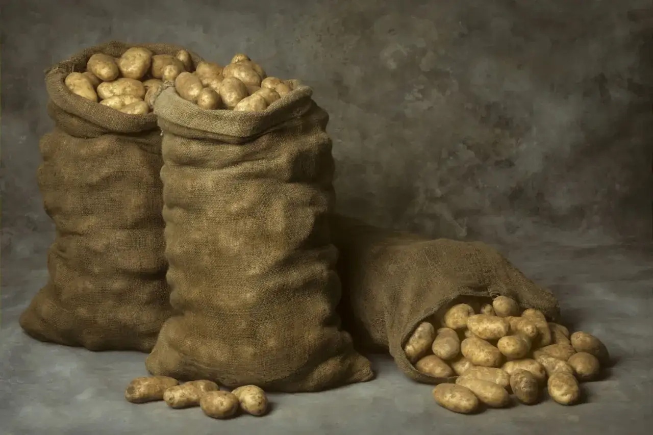Drei Jutes&auml;cke voller Kartoffeln, bereit zur Lagerung. Einige Kartoffeln liegen verstreut davor.