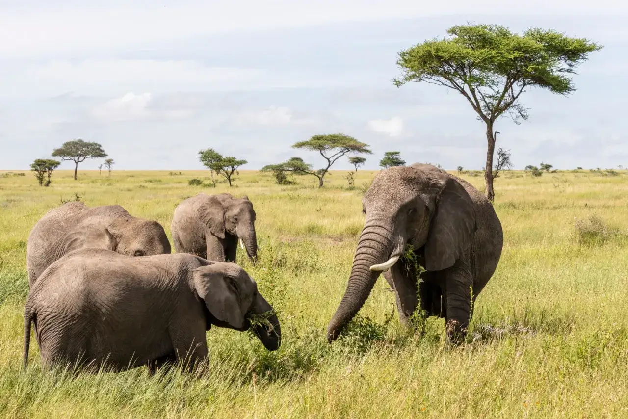 Stado słoni na safari w Serengeti, jedzących trawę pod akacjami.