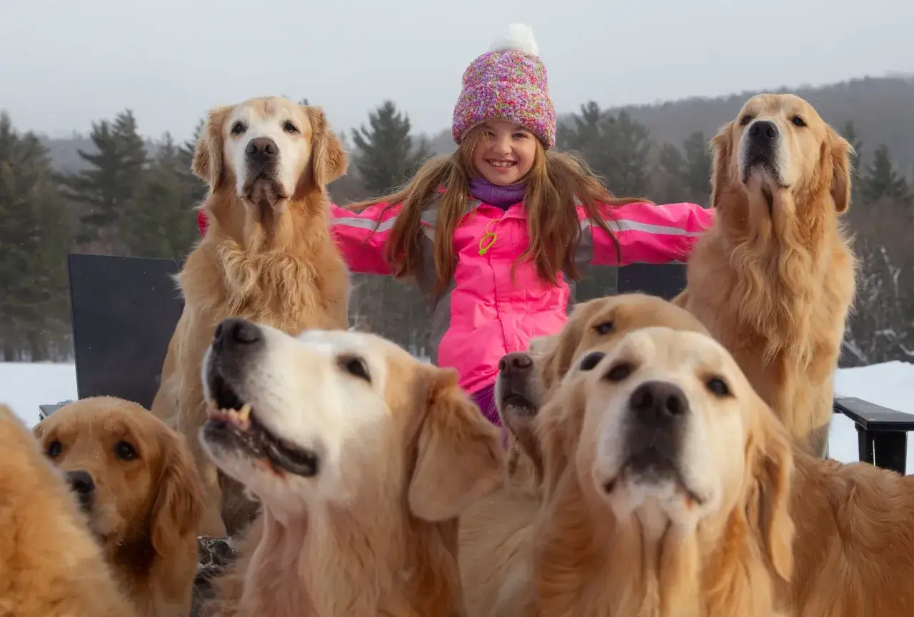 Une petite fille en manteau rose et bonnet coloré est entourée de plusieurs golden retrievers joyeux dans un paysage enneigé.