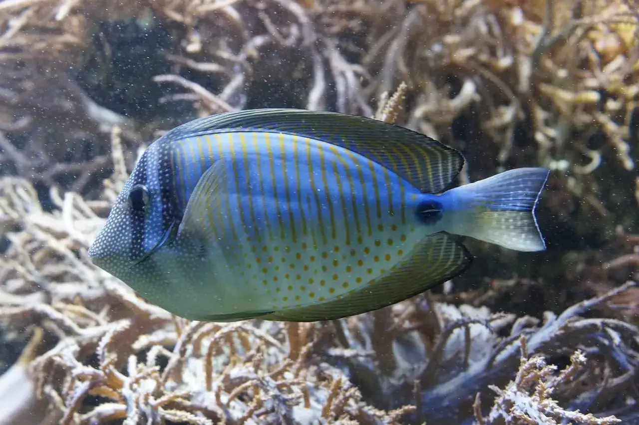 Podwodne życie, fascynacja oceanem
