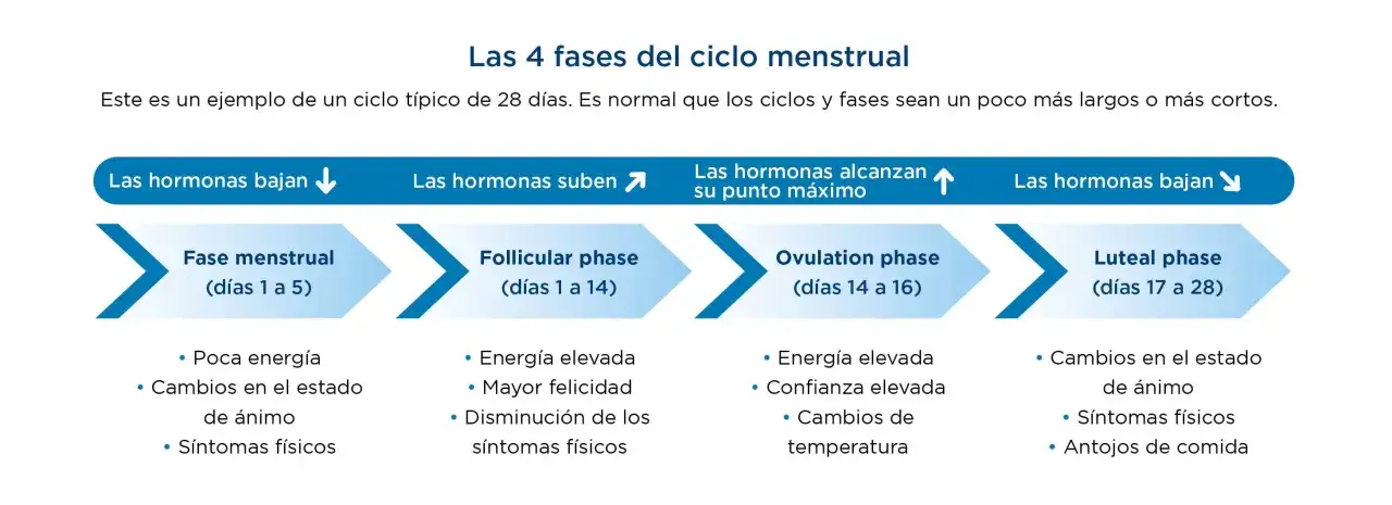 Diagrama de las 4 fases del ciclo menstrual, mostrando c&oacute;mo las hormonas influyen en el estado de &aacute;nimo y s&iacute;ntomas f&iacute;sicos en cada etapa.
