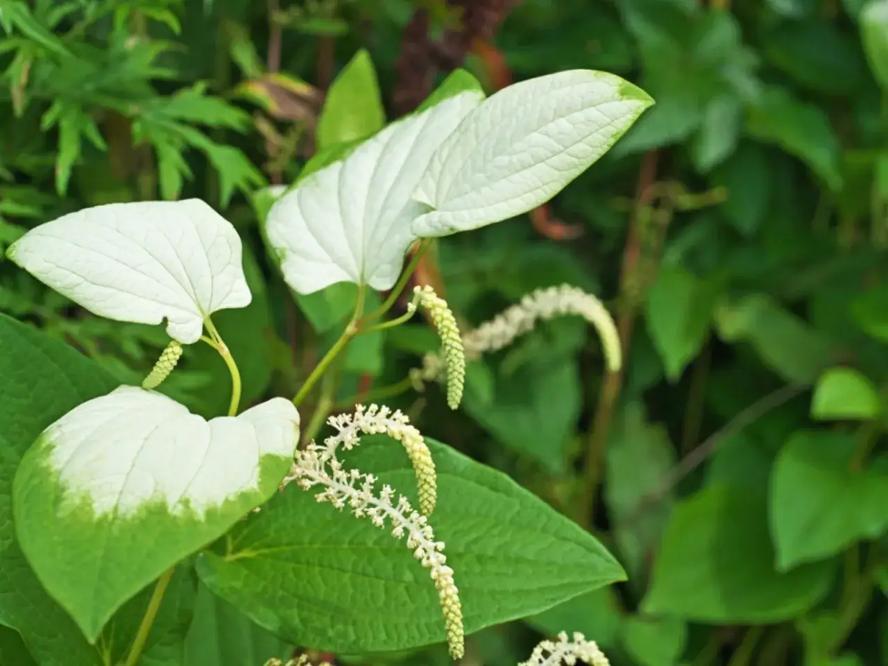 Feuilles panachées de blanc et de vert du Saururus cernuus, avec ses inflorescences en forme de queue de chat.