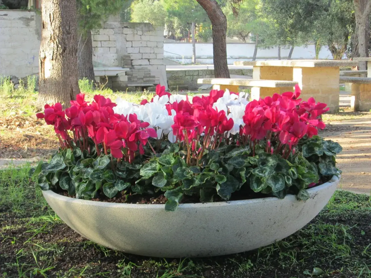 Grandi vasi in cemento fai da te accolgono ciclamini rosa e bianchi in un parco.