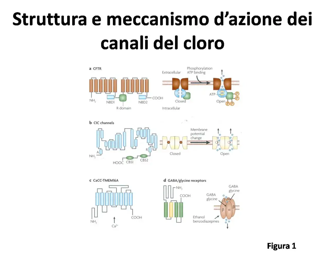 Il gene CFTR &egrave; illustrato con il suo meccanismo di apertura e chiusura, insieme ad altri canali ionici.