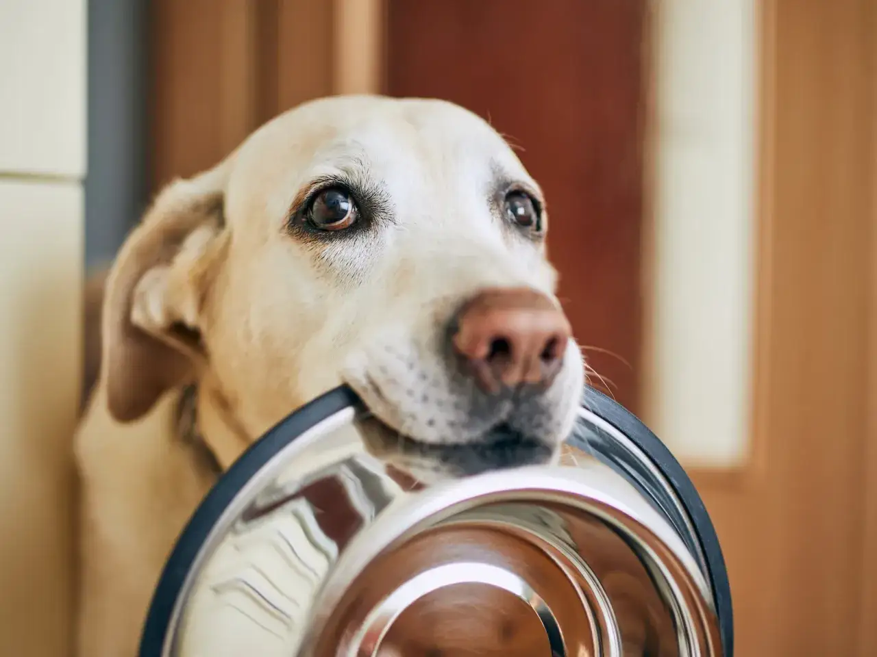 Labrador con su cuenco vac&iacute;o, esperando ansiosamente su comida sana para perros.
