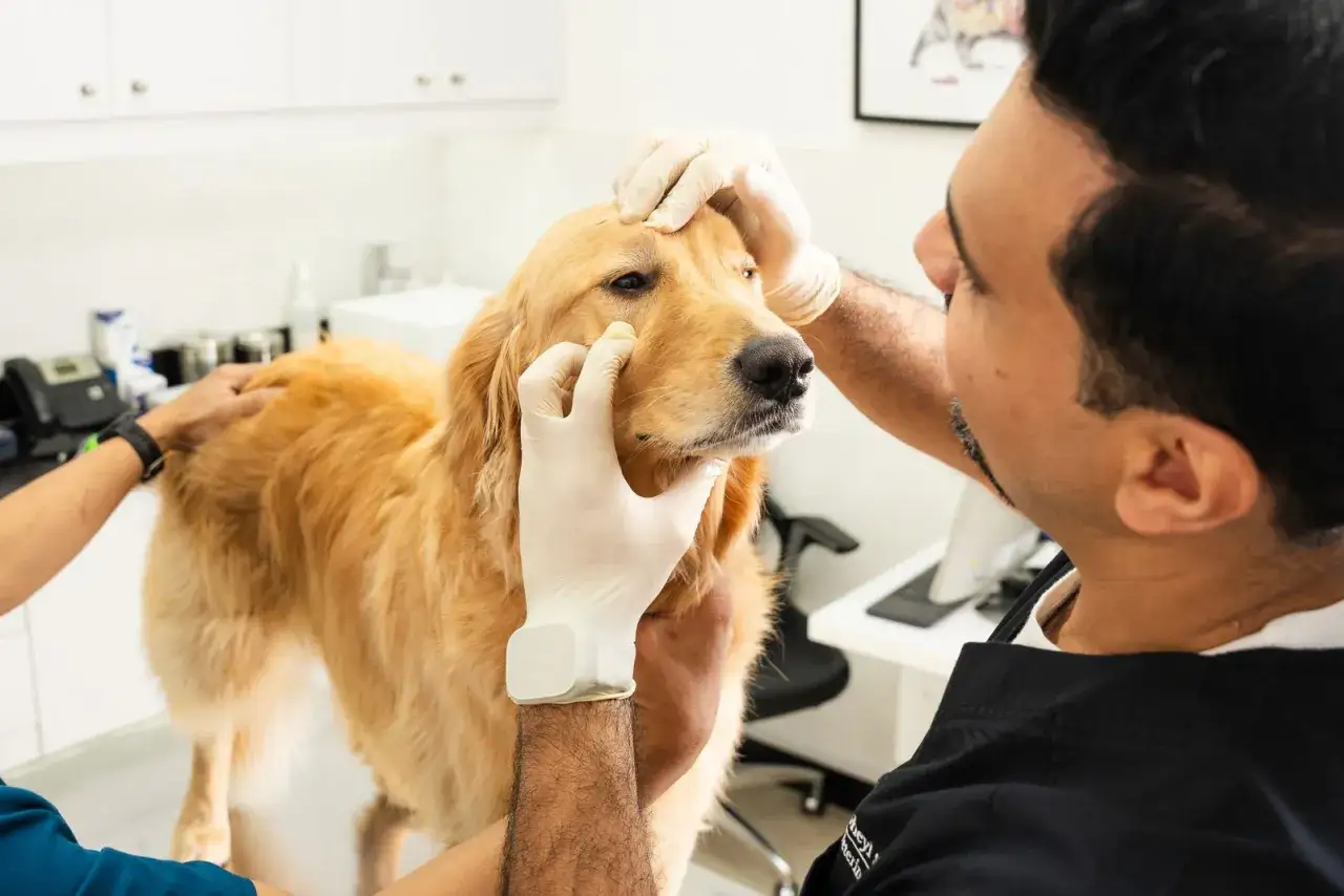 Weterynarz delikatnie bada oko golden retrievera, być może przygotowując ludzkie krople do oczu dla psa.