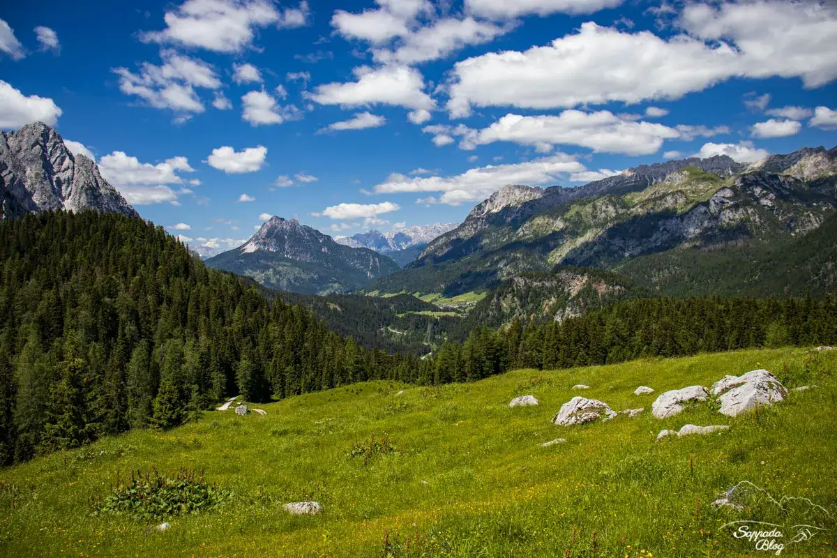 Prato fiorito e boschi di conifere ai piedi delle montagne, con un sentiero che porta verso la malga Tuglia.