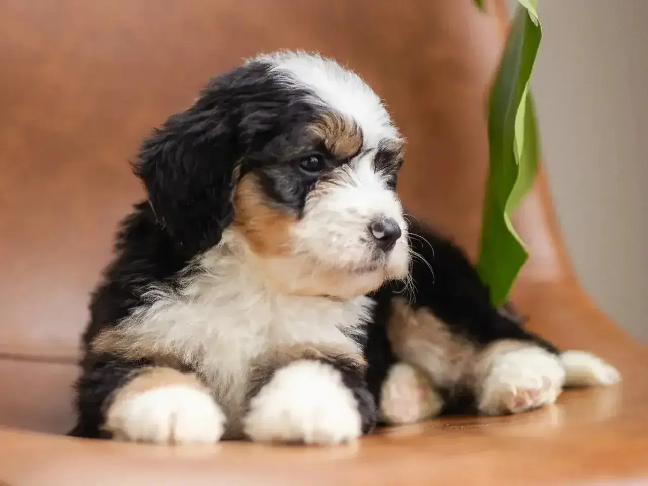 Adorable cachorro tricolor, ideal para quienes buscan perros hipoalerg&eacute;nicos, descansa sobre una superficie de madera.