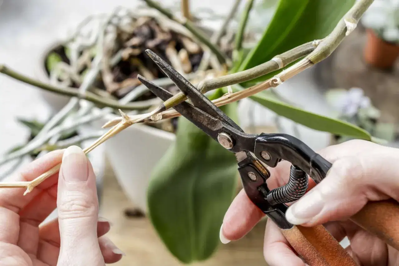 Hände schneiden mit einer Schere einen vertrockneten Stiel einer Orchidee.