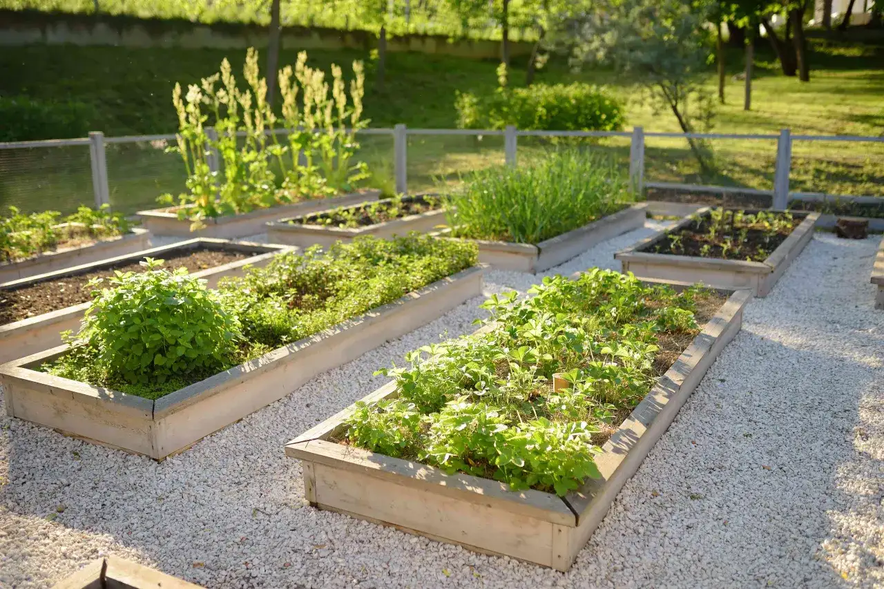 Un potager sur&eacute;lev&eacute; en bois, pr&ecirc;t pour faire son potager. Des plants de fraises et d'herbes aromatiques poussent sous le soleil.