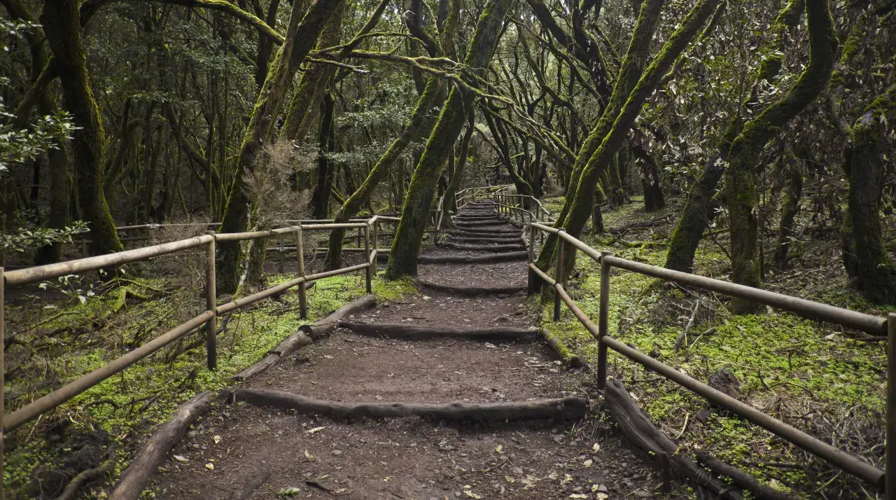 Kamieniste schody w mglistych lasach laurowych na La Gomera. Gęsta roślinność i omszałe drzewa tworzą atmosferę tajemniczości, która może być jedną z przyczyn błądzenia w tych lasach.