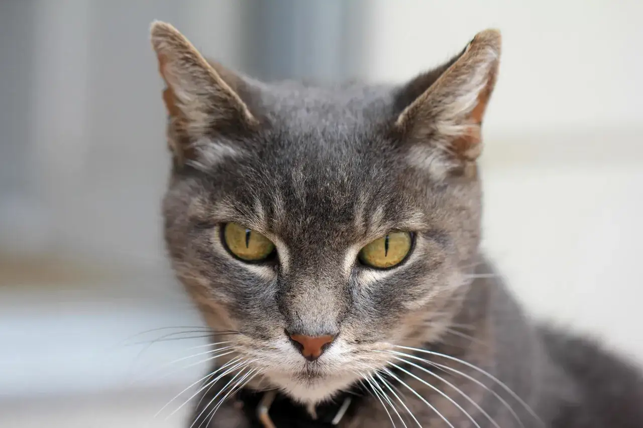 Un gato gris con penetrantes ojos amarillos mira fijamente.