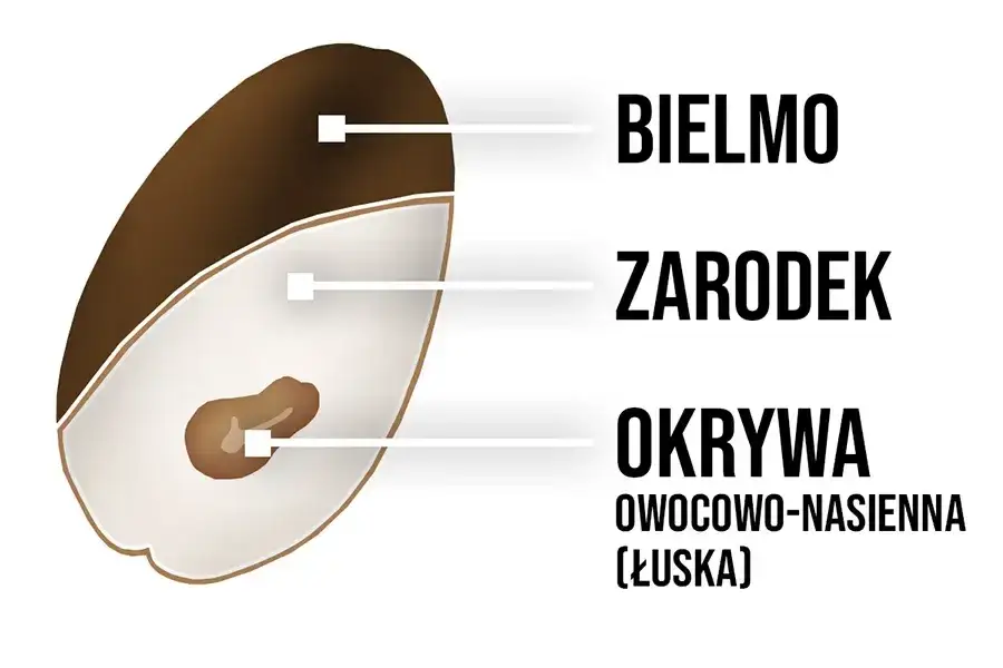 budowa ziarna pszenicy przekr&oacute;j