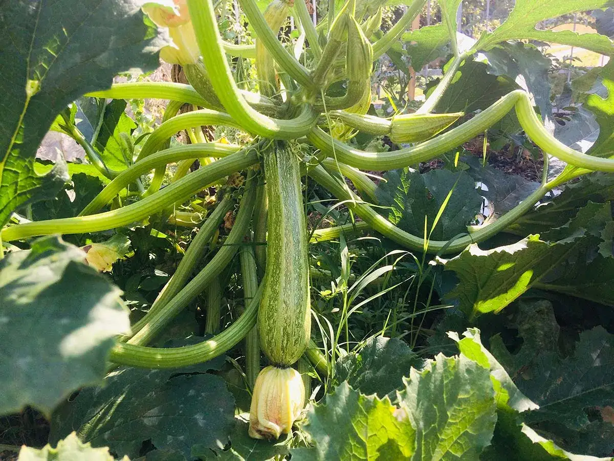 Una pianta di zucchina con un frutto lungo e striato, circondata da foglie verdi e fiori gialli.