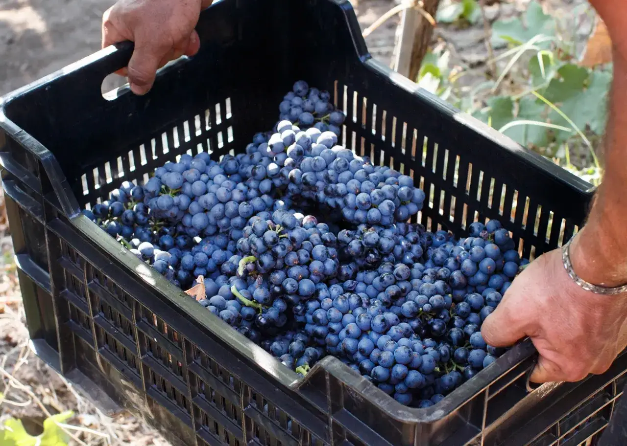 Crate full of ripe negroamaro grapes, ready for harvest in Puglia.