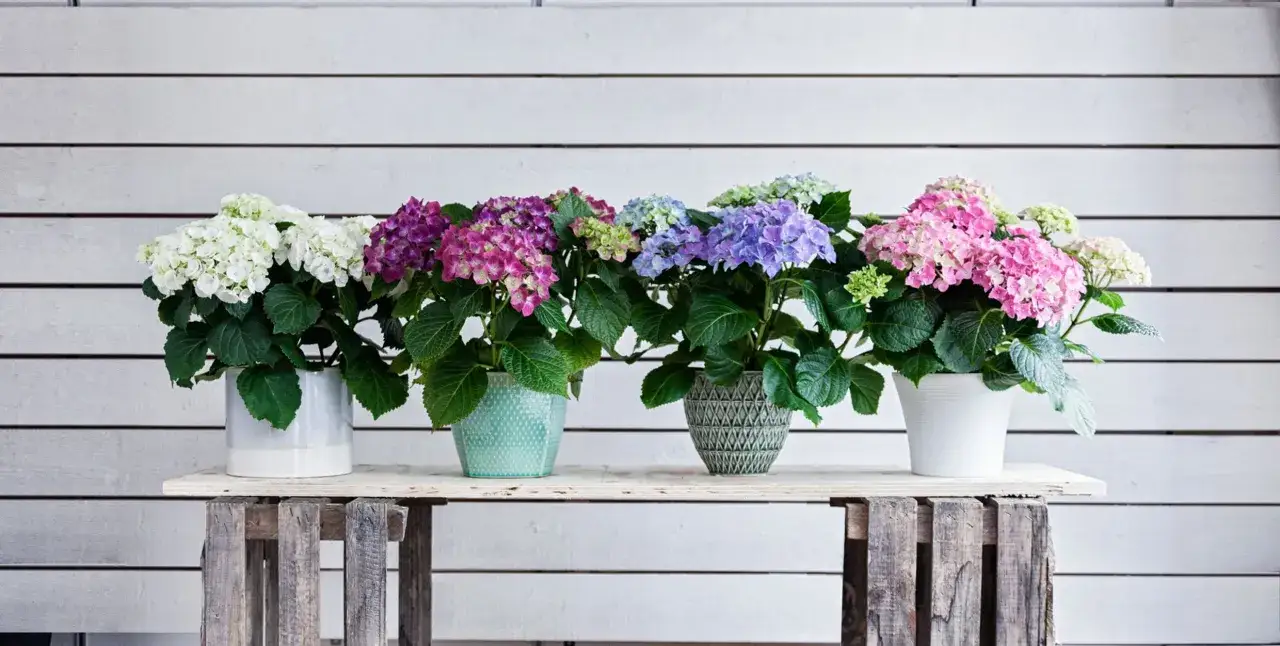 Fem krukor med hortensior i olika f&auml;rger, fr&aring;n vitt till rosa, lila och bl&aring;tt. Perfekt f&ouml;r att plantera hortensia i kruka och skapa en f&auml;rgsprakande uteplats.