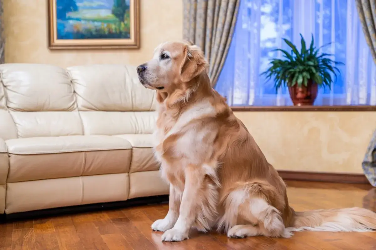 Un golden retriever assis sur le parquet, le regard triste vers la fenêtre. Il semble attendre son maître, mon chien pleure quand je pars.