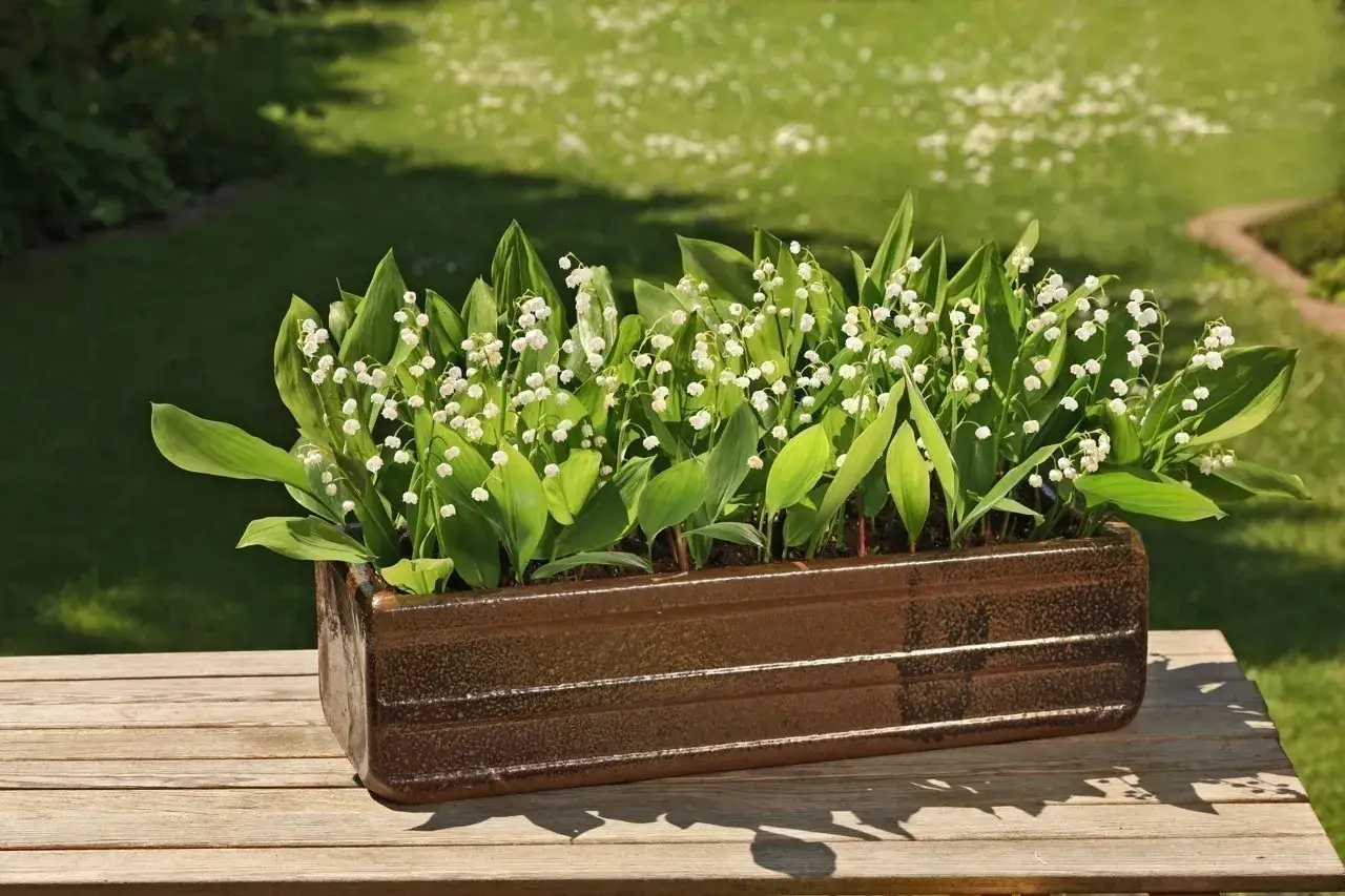 Un pot rectangulaire rempli de muguet en pleine floraison, pos&eacute; sur une table en bois. Le jardin verdoyant en arri&egrave;re-plan sugg&egrave;re une belle plantation de muguet.