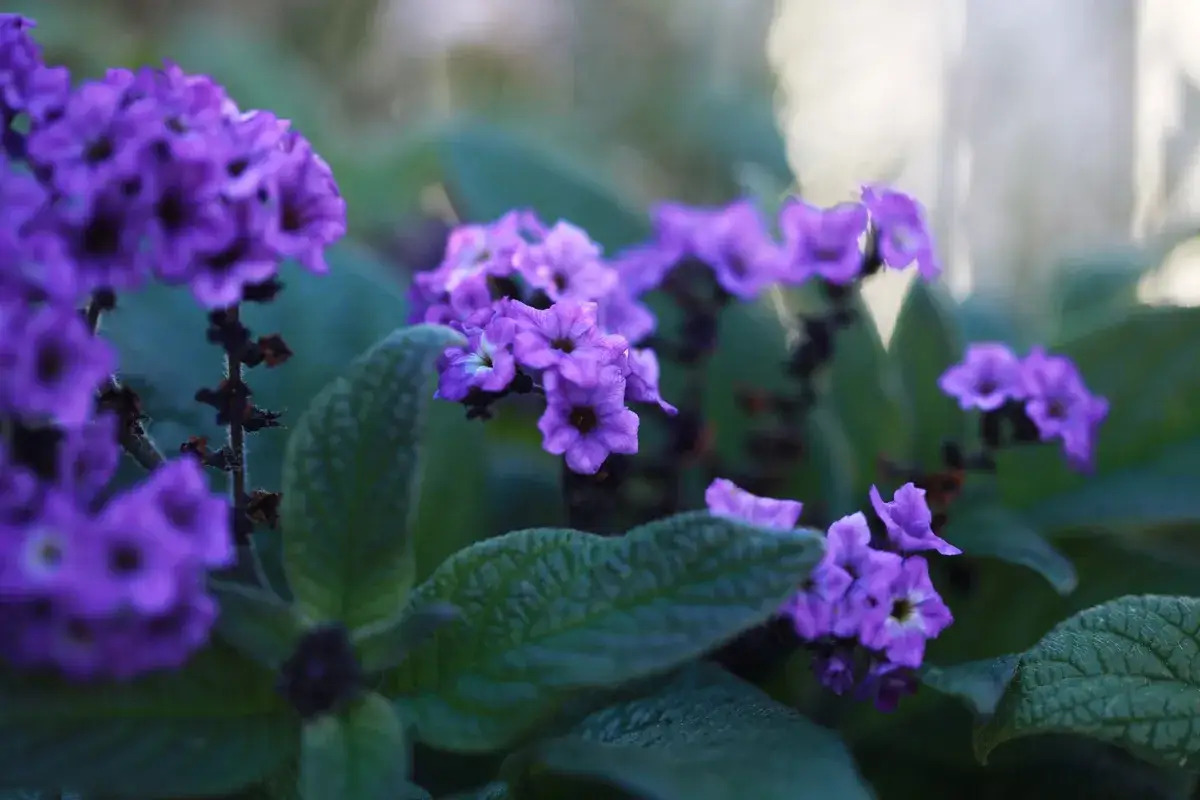 Vackra lila blommor i en balkonglåda, perfekta tips på blommor för att skapa färg.