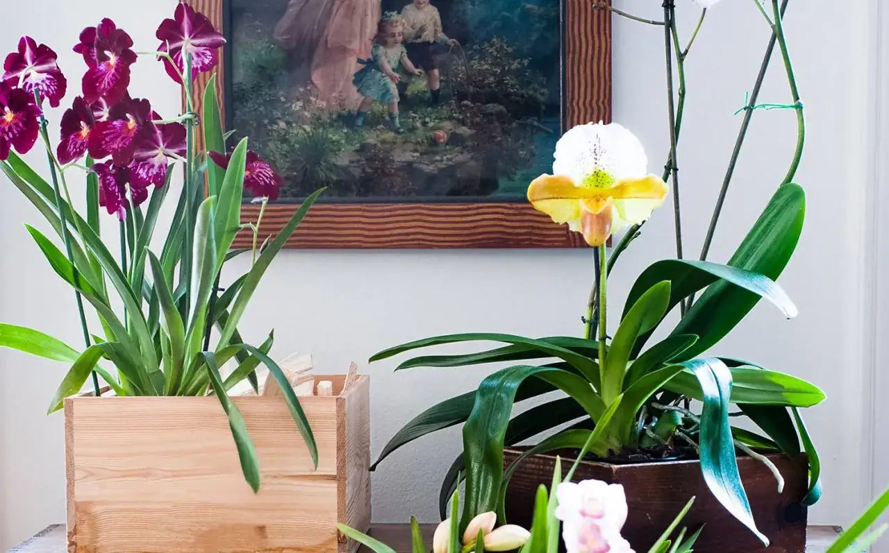 Zwei pr&auml;chtige Orchideen, eine mit dunkelvioletten Bl&uuml;ten, die andere mit einer gelb-wei&szlig;en Bl&uuml;te, stehen vor einem Gem&auml;lde. Die Orchideenpflege ist hier offensichtlich erfolgreich.