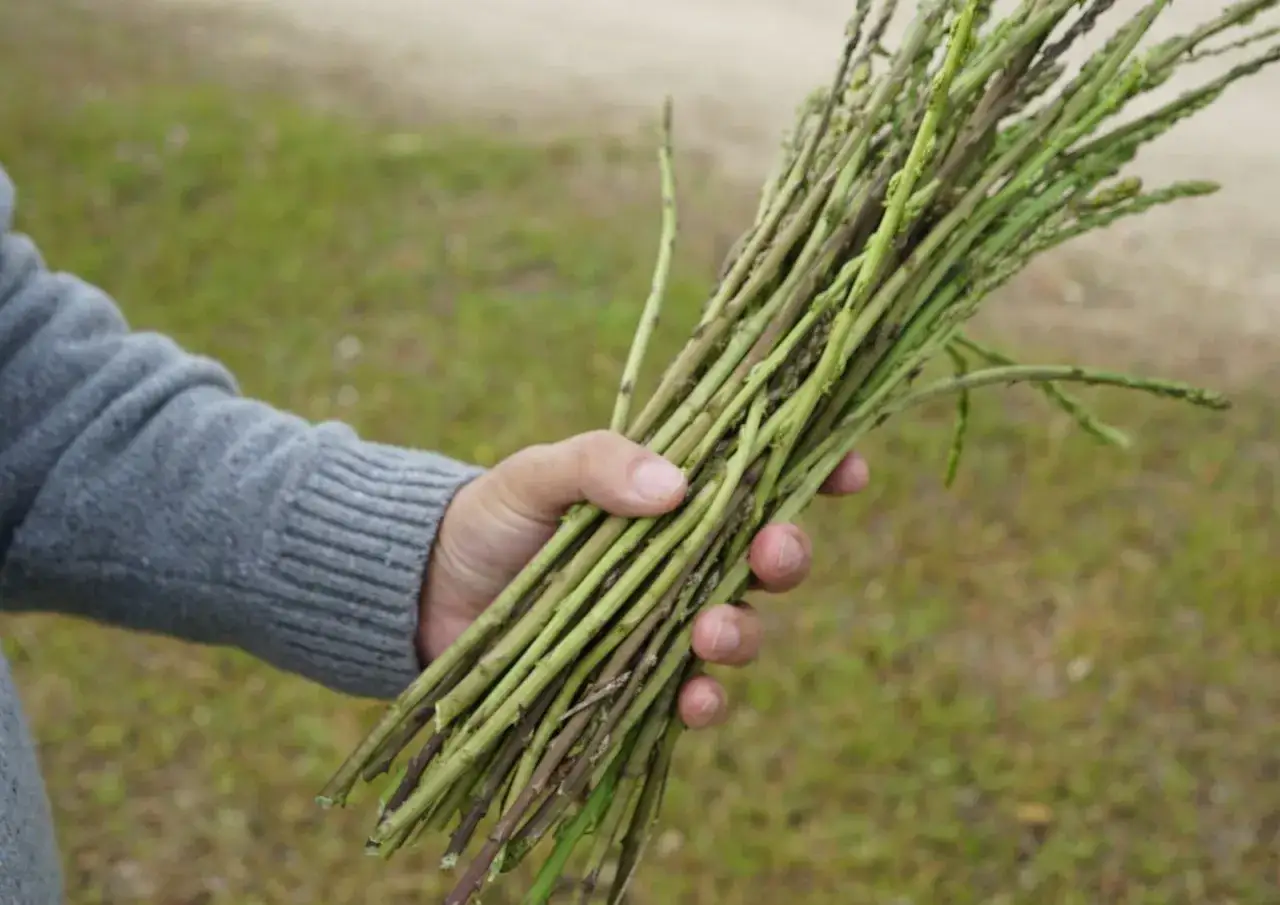 Mano che tiene un fascio di asparagi selvatici appena raccolti, con un maglione grigio e uno sfondo sfocato di erba e terra.