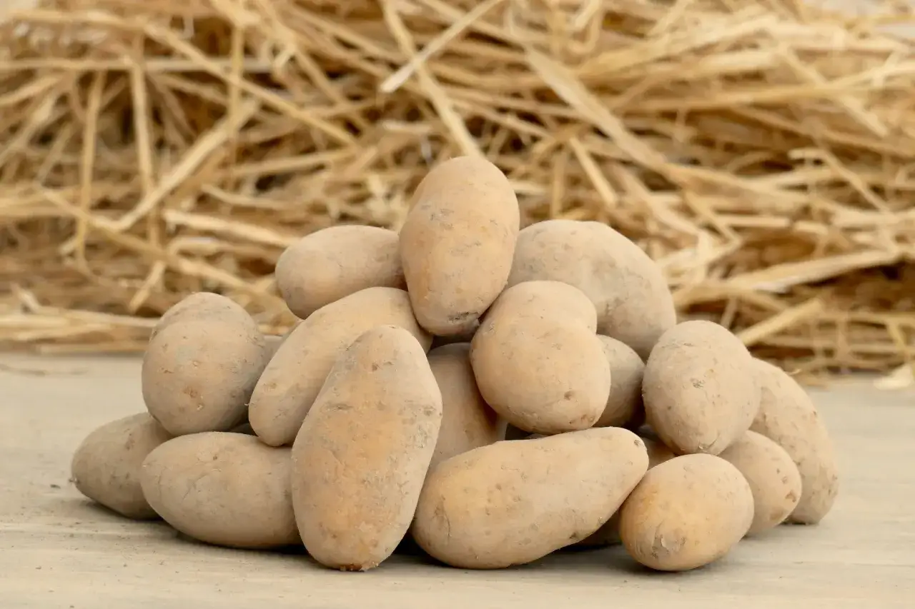variétés pommes de terre chair ferme