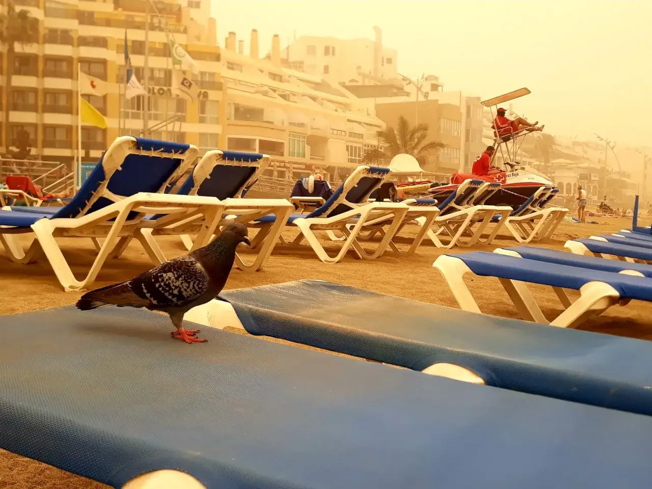 Gołąb na pustej plaży z leżakami, w tle budynki i mgła piaskowa. Skutki silnego wiatru calima na szlakach wysp kanaryjskich.