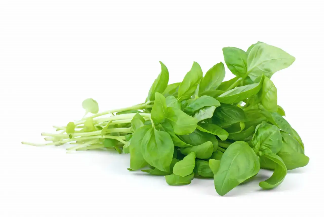 Pęczek świeżej bazylii, idealnej do pesto. Gdzie kupić bazylia? W każdym warzywniaku!