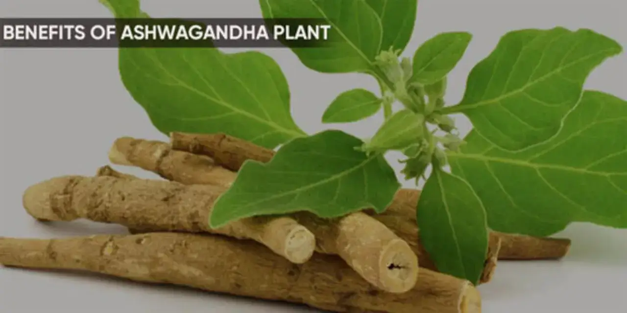 Radici e foglie della pianta ashwagandha, nota per le sue propriet&agrave; benefiche.