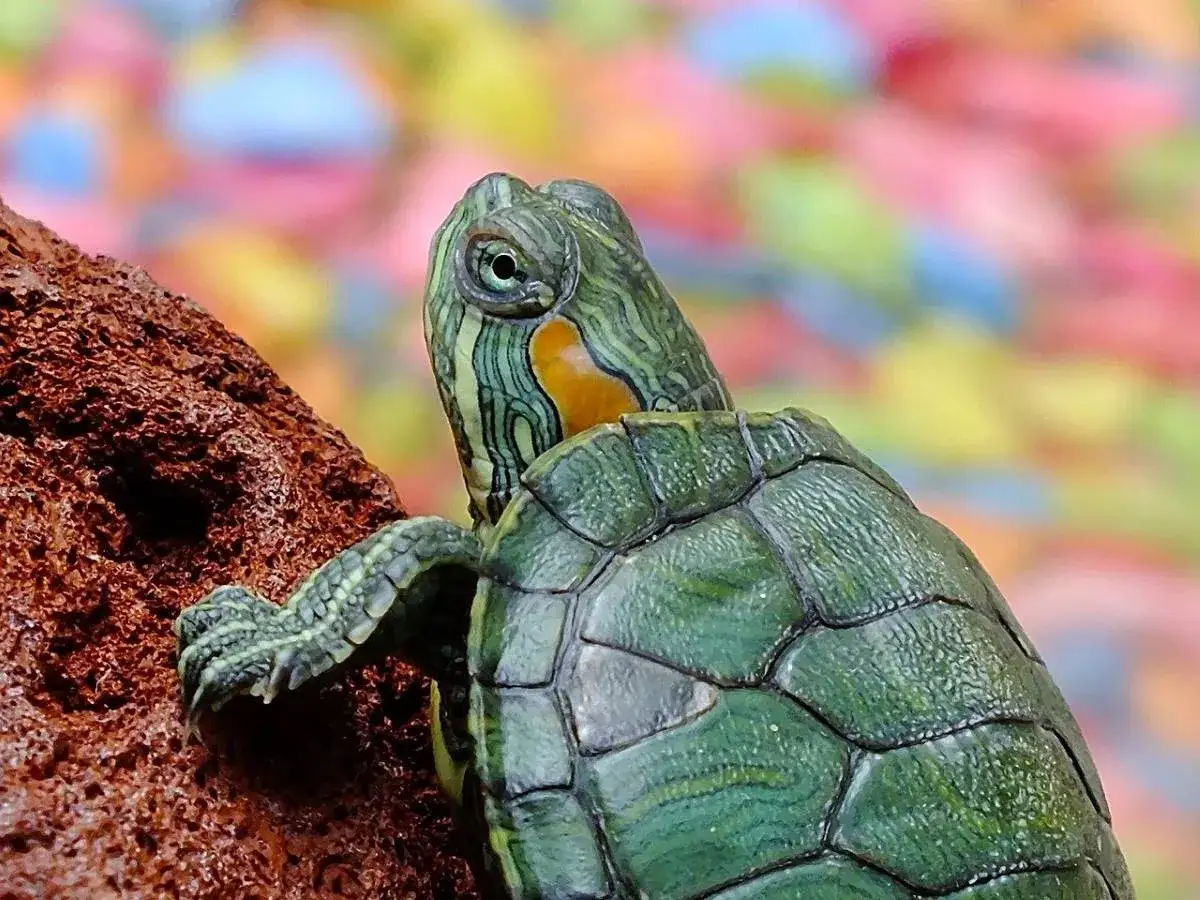 Una tortuga de agua, con su caparaz&oacute;n verde y rayas verdes y amarillas en la cabeza, se aferra a una roca.