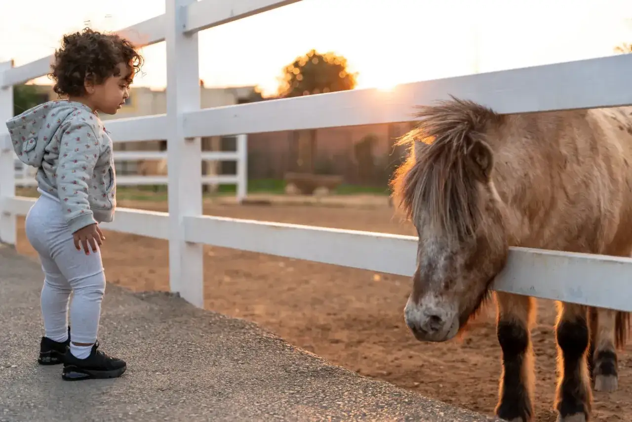 Bambina curiosa osserva un cavallo dietro una staccionata bianca. Un momento magico di esperienze con animali in Lombardia al tramonto.