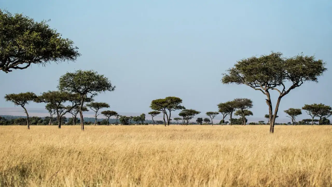 Sawanna afrykańska z akacjami i suchą trawą. Idealne miejsce na safari.