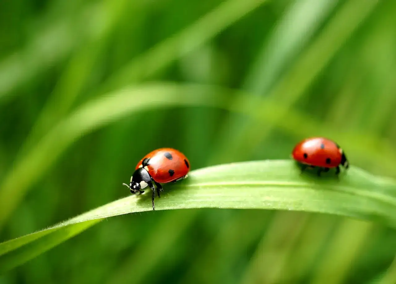 Due coccinelle, insetti utili, passeggiano su un filo d'erba verde.