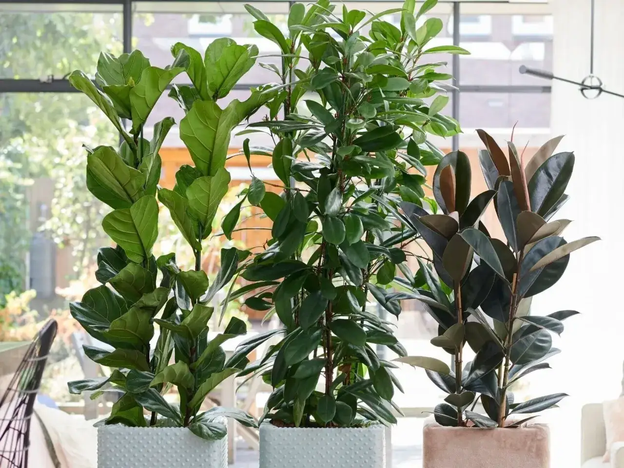 Trzy rośliny doniczkowe: figowiec lirolistny, figowiec pnący i ficus elastica. Wymagania tych roślin są zróżnicowane, ale wszystkie potrzebują jasnego światła.