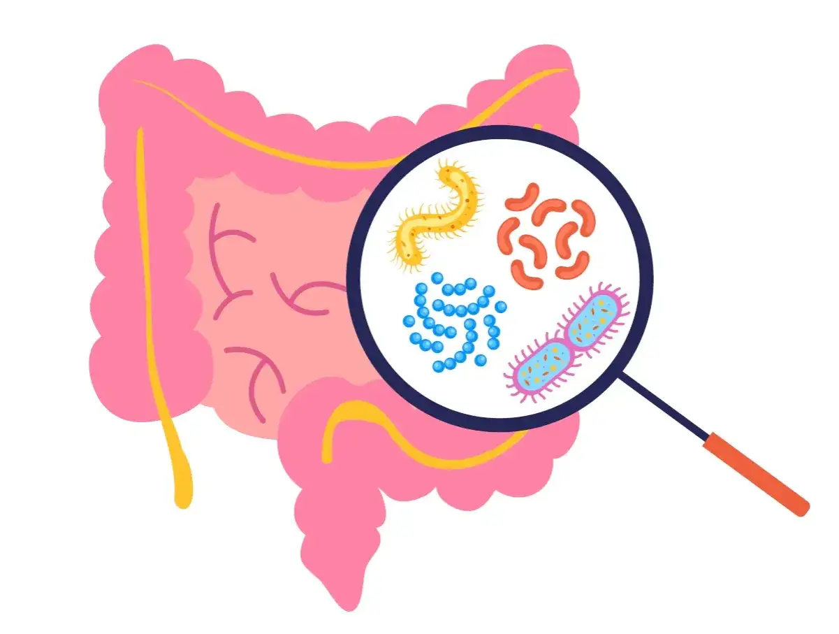 Mikroskop ujawnia groźne bakterie w jelitach, w tym te odpowiedzialne za śmiertelne infekcje clostridium difficile.