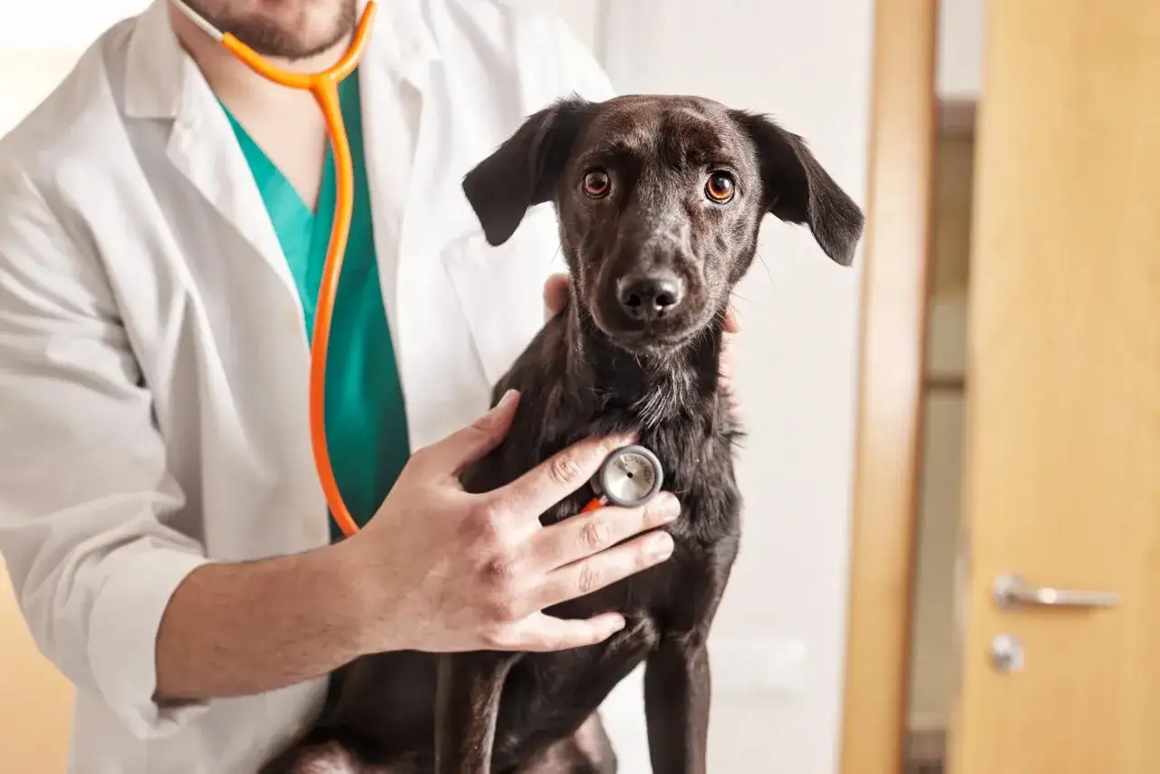 Un v&eacute;t&eacute;rinaire examine un chien noir, peut-&ecirc;tre pour un sympt&ocirc;me de c&ocirc;te cass&eacute;e. Le chien regarde la cam&eacute;ra avec inqui&eacute;tude.
