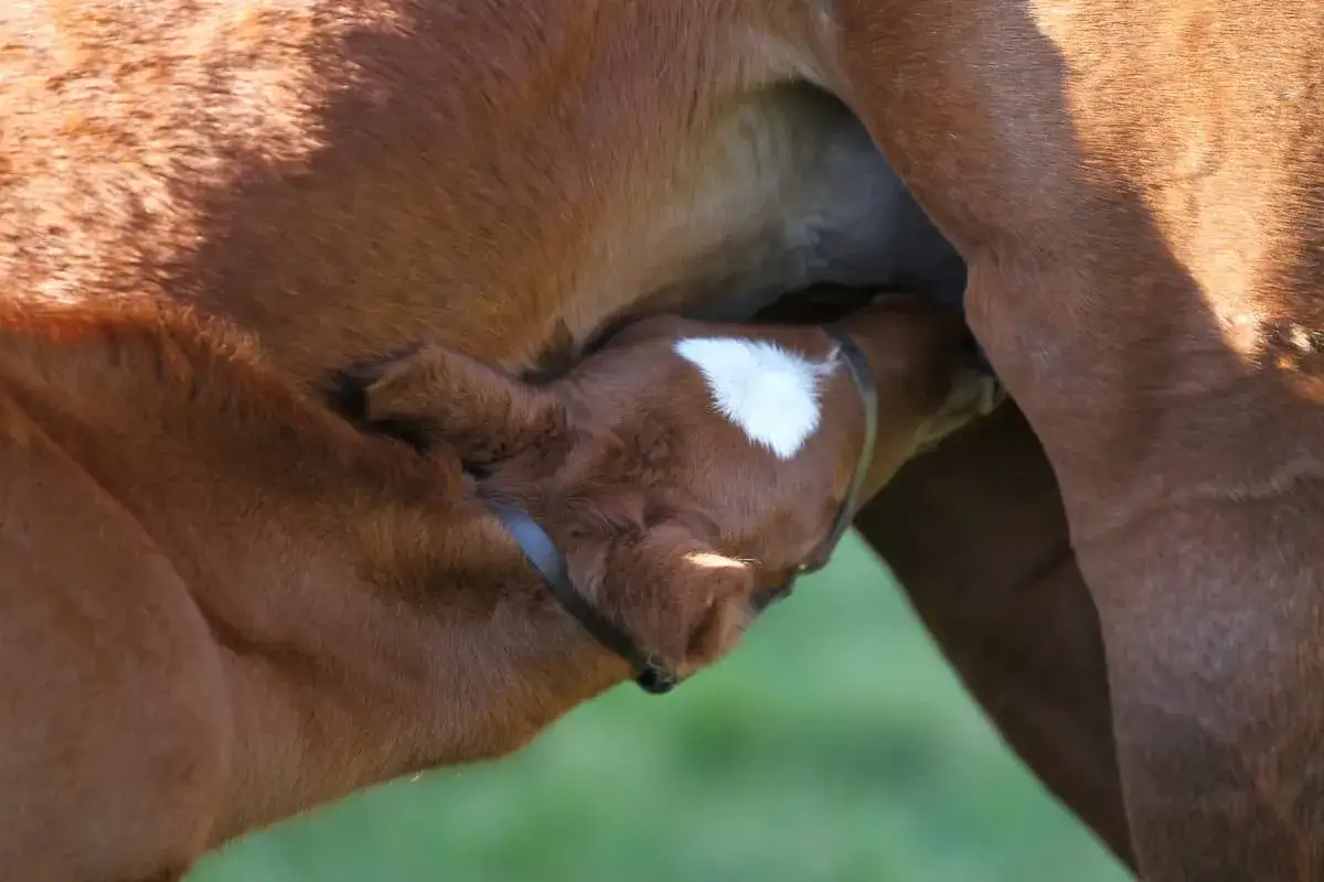 Un poulain brun boit le colostrum de sa mère. Sa petite tête est blottie contre le flanc de la jument, une tache blanche orne son front.