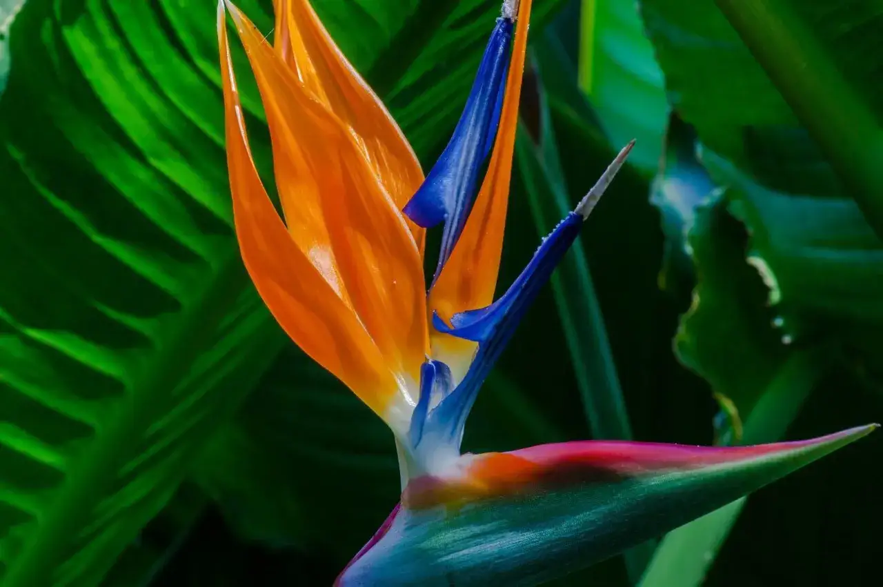 Una exótica flor de ave del paraíso, con pétalos naranjas y azules vibrantes, emerge de exuberantes arbustos con flor.