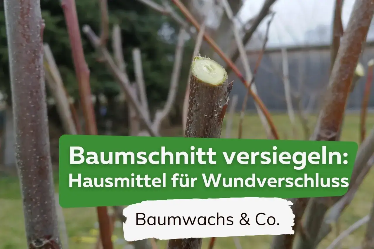 Baumschnitt versiegeln: Ja oder Nein? Ein frisch geschnittener Ast zeigt, ob Baumwachs & Co. f&uuml;r den Wundverschluss n&ouml;tig sind.