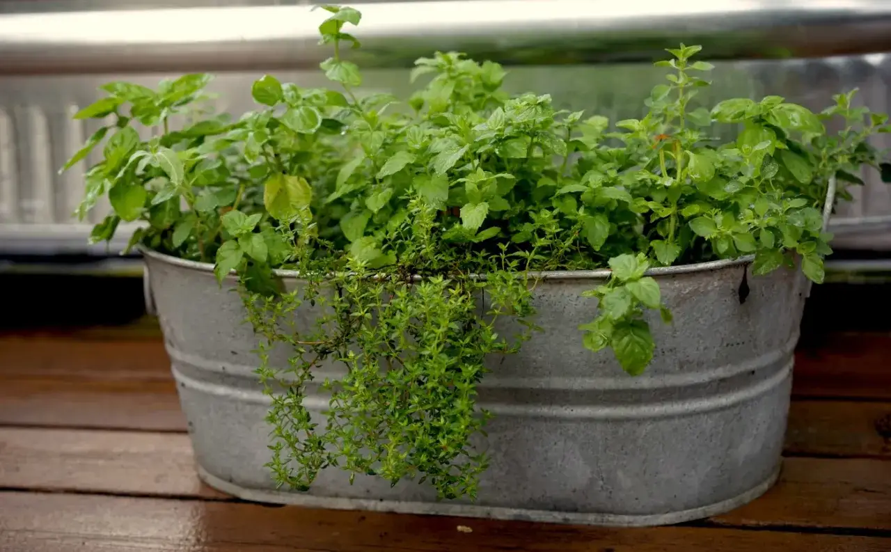 Un pot en zinc rempli de menthe et de thym, parfait pour une liste de plantes aromatiques à cultiver.