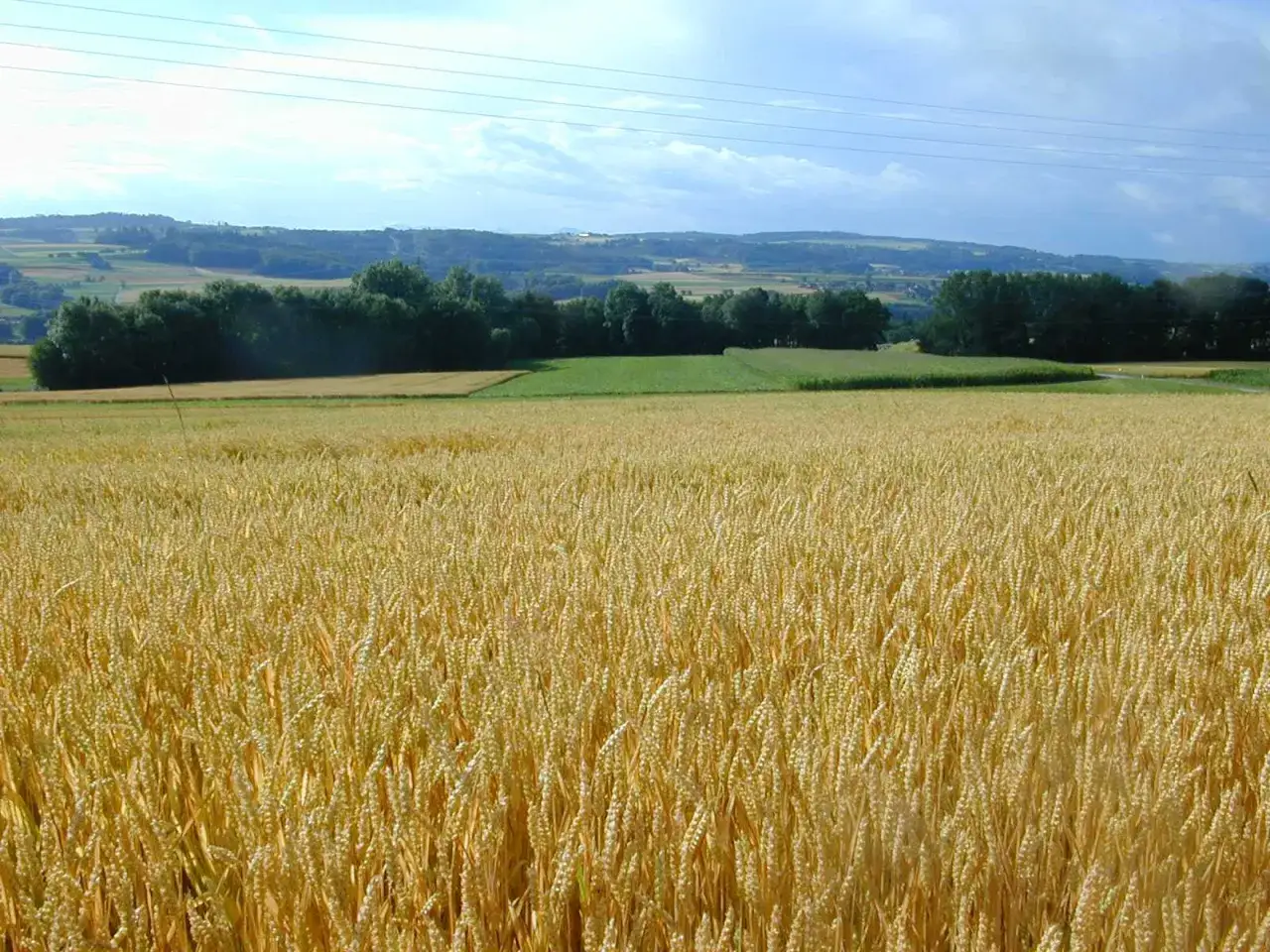 Champ de blé dur variété dorée, prêt pour la récolte, avec des collines verdoyantes et un ciel nuageux en arrière-plan.