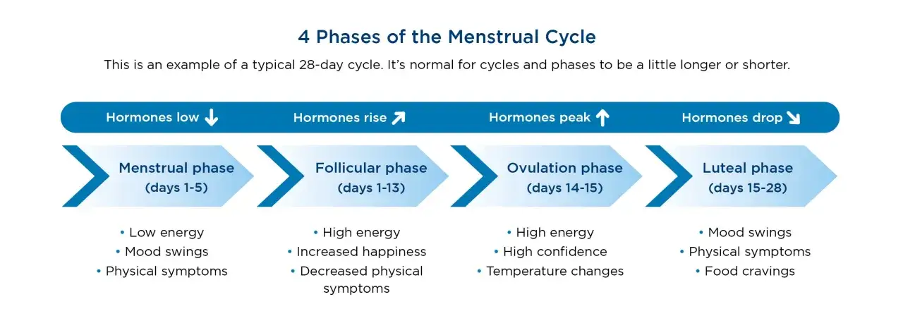 Die Follikelphase des Menstruationszyklus bringt hohe Energie und gesteigerte Gl&uuml;cksgef&uuml;hle.