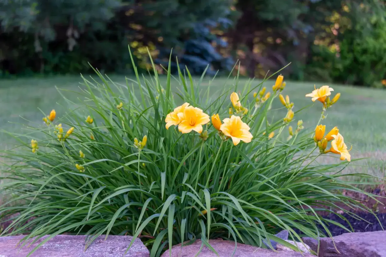 Un massif de hémérocalles jaunes en pleine floraison, un entretien facile pour un jardin éclatant.