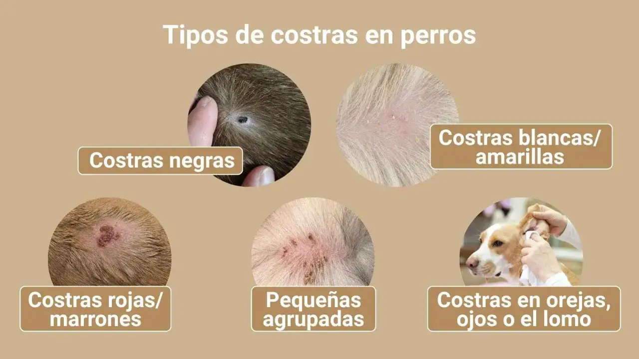 Ilustraci&oacute;n muestra varios tipos de costras en perros, incluyendo negras, blancas/amarillas, rojas/marrones, peque&ntilde;as agrupadas y en orejas/ojos/lomo, &uacute;tiles para identificar sarna.