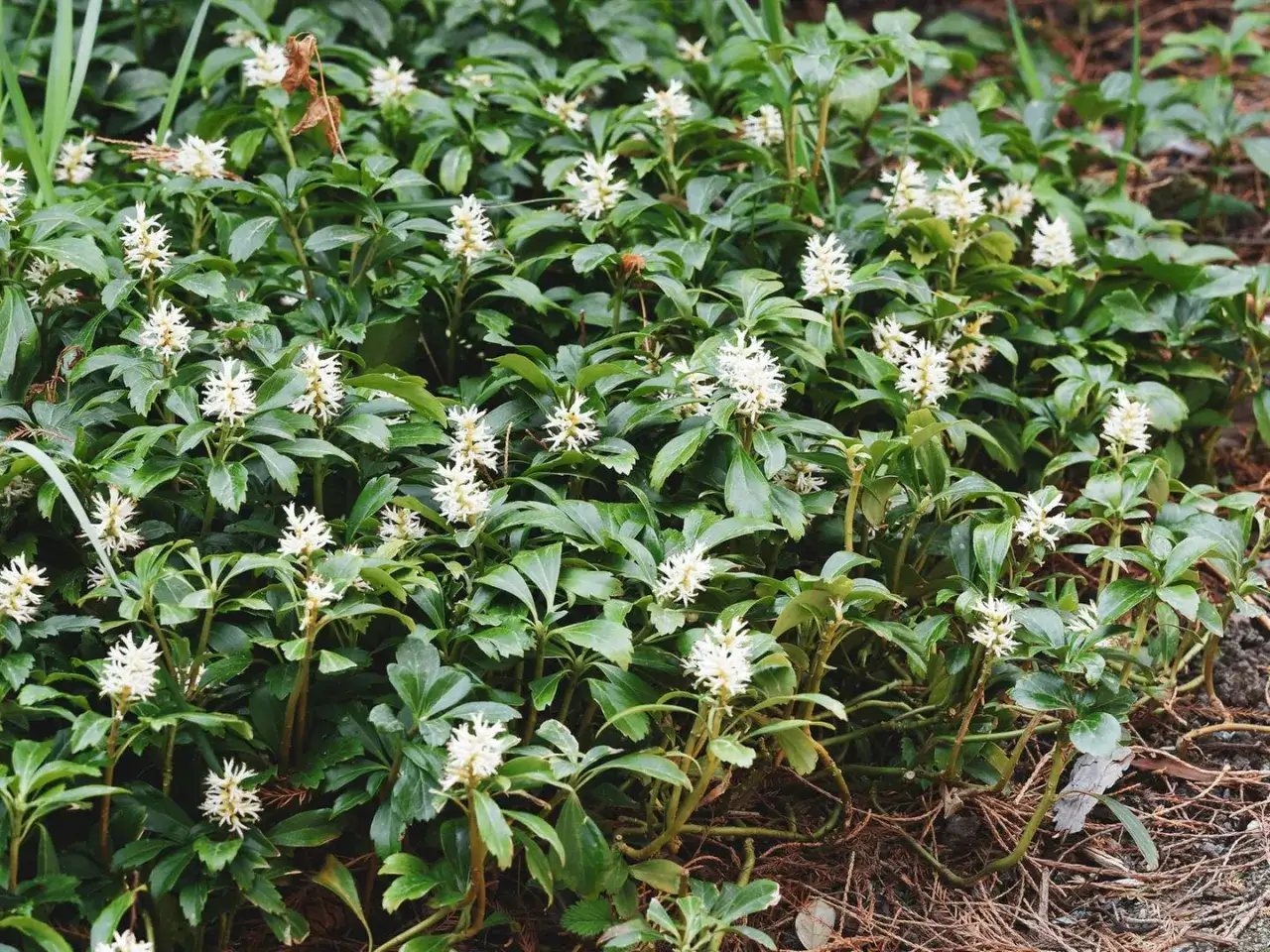Dicht wachsender, schnellwachsender Bodendecker mit vielen kleinen, wei&szlig;en Bl&uuml;ten und dunkelgr&uuml;nen Bl&auml;ttern.