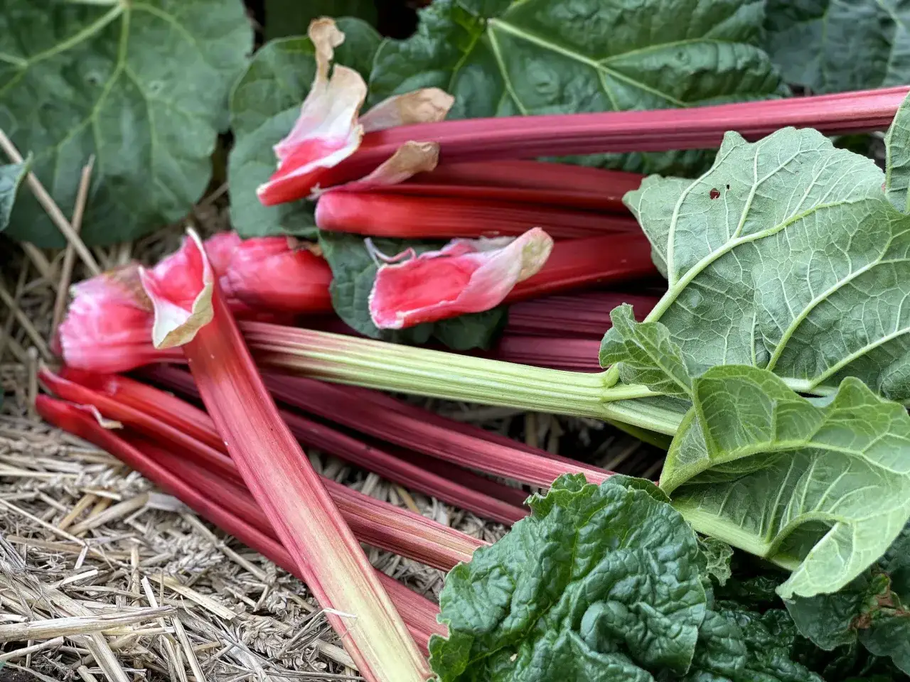 Nyskördade stjälkar av rheum rhabarbarum, med sina röda och gröna färger, ligger på halm.